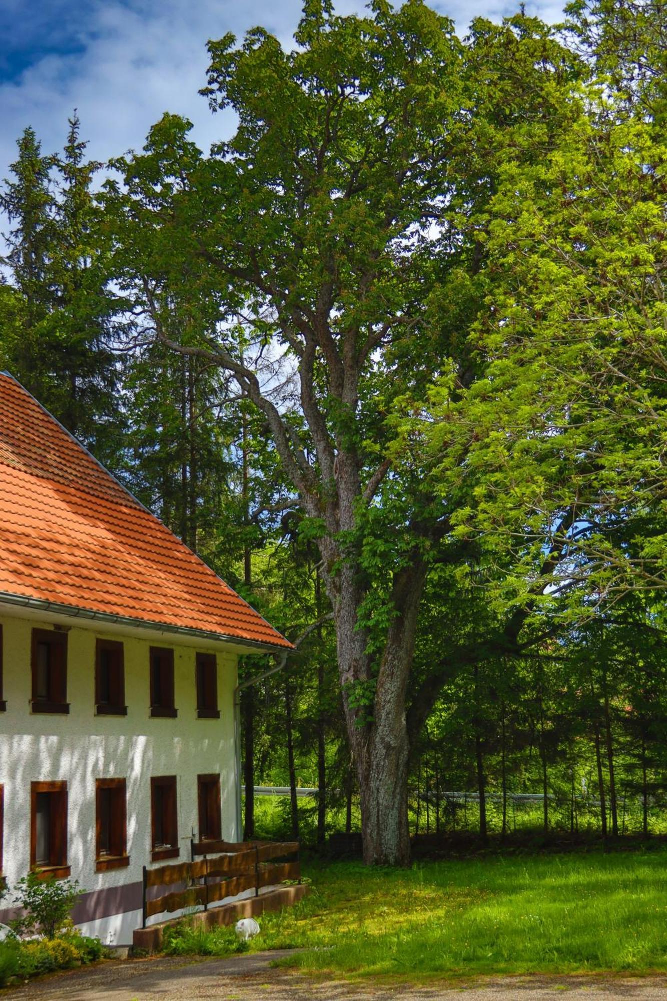 Schwarzwald Escape Guest House Gorwihl Ngoại thất bức ảnh